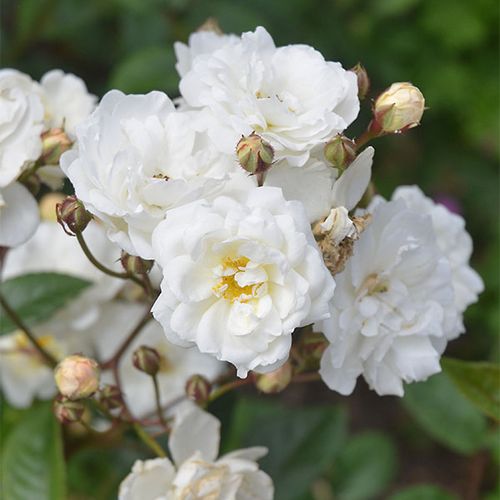 Virágágyi polianta rózsa - Rózsa - Katharina Zeimet® - Online rózsa vásárlás